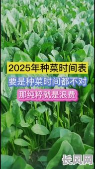 2025年种菜吉日-今年种菜咋样啊