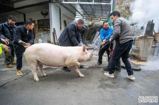 杀猪吉日哪天最好，这几天杀猪哪一天的日子最好