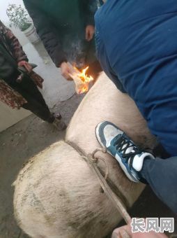 农村杀猪黄历吉日，杀猪吉凶日