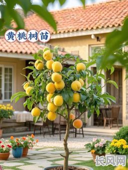 2025年黄桃吉日，2021年十月几号是黄桃吉日