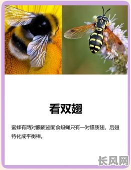 蜜蜂分峰为什么会选吉日/春季蜜蜂为什么要分蜂