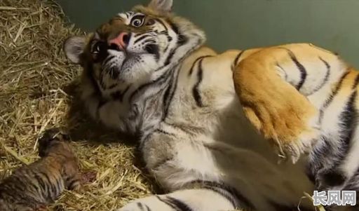 虎宝宝生产吉日/虎宝宝生产吉日有哪些