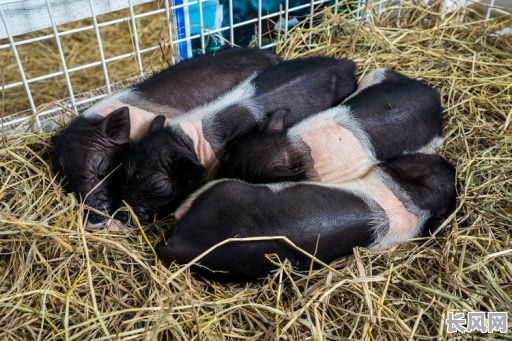 怎么查猪圈吉日-建猪场看好日子