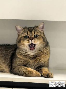 吉日择吉时歌诀，吉日择吉时歌诀是什么